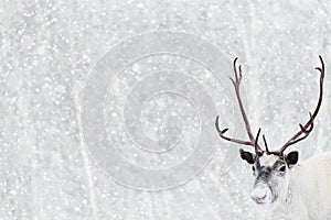 Cute and calm reindeer standing in showfall in front of forest as Christmas season concept photo