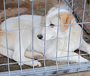 White rescued dog lies in the shelter cage