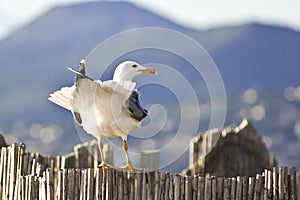 White resting seagull with the village and big mountains in the blurred background on a sunny day