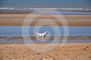 White Retriever on the beach