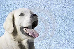 White Retriever Dog flashing a big smile on cool blue background