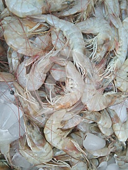 White rever prawn fish