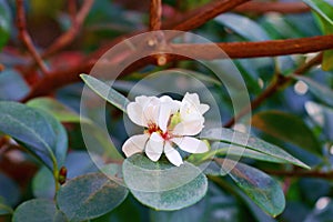 White Rhaphiolepis umbellata Makino (Japanese hawthorn) flowers
