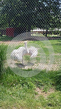 White rheas at zoo