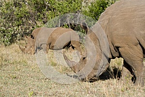 White Rhinceros in the Maasai Mara