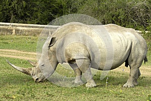 White Rhino