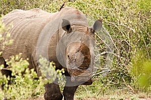 White rhino