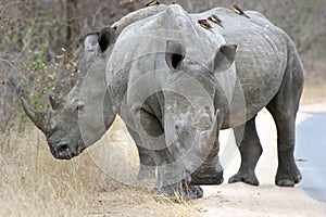 White rhino photo