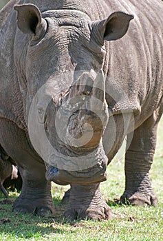 White Rhino