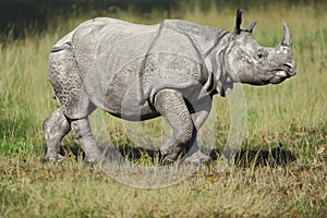 White rhino