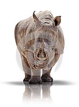 White rhino photo