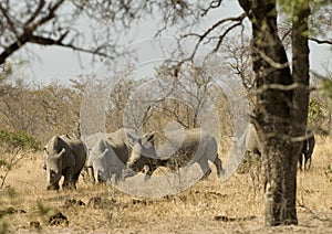 White rhino