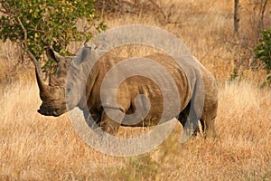 White Rhino photo