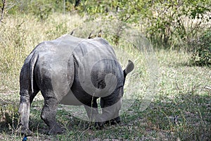 White Rhino