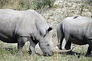 White Rhino