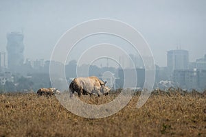 White Rhino with baby in the background of the city