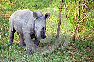 White rhino baby, Kruger National Park, South African Republic