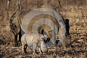 White rhino and baby rhino