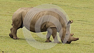 A White Rhino at Boteilierskop Private Reserve