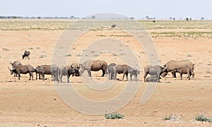 White Rhino and Buffalo