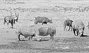 White Rhino And Buffalo