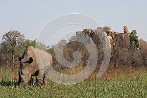 White Rhino Bull in Matopos photo