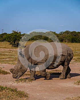 White rhino in the bush of Family of the Blue Canyon Conservancy in South Africa near Kruger national park,White