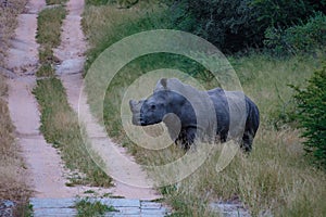 White rhino in the bush of Family of the Blue Canyon Conservancy in South Africa near Kruger national park,White