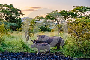 White Rhino in the bush in South Africa near Kruger national park