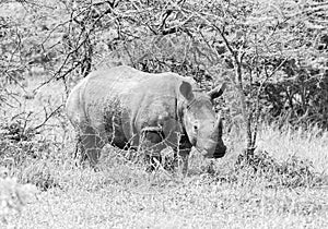 White Rhino Calf