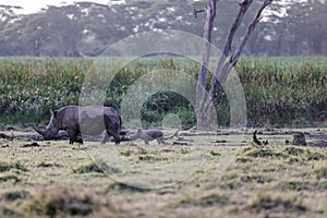 White rhino calf following its mother in the grassland of Lewa Wildlife Conservancy, Kenya