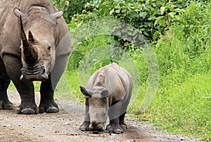 White Rhino Calf With Mother