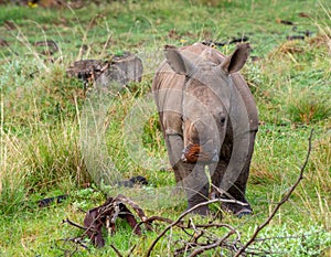 White rhino calf plays with red mud on snout