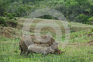 White Rhino and calf South Africa