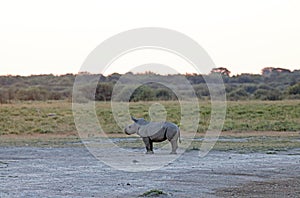 WHITE RHINO CALF STANDING ON THE BARE SURFACE OF A WATER PAN`S SHORE