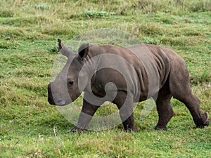 White rhino calf walking on grass