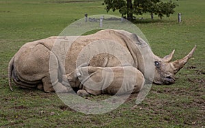 White rhino Ceratotherium simum and calf