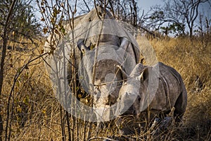 White rhino, Ceratotherium simum, in Kruger national park.