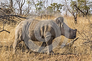 White rhino, Ceratotherium simum, in Kruger national park