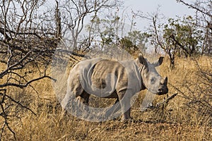 White rhino, Ceratotherium simum, in Kruger national park