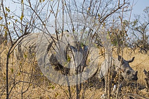 White rhino, Ceratotherium simum, in Kruger national park