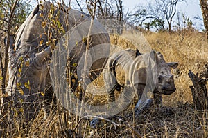 White rhino, Ceratotherium simum, in Kruger national park