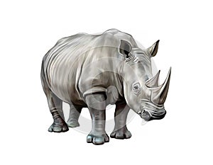 White rhino Ceratotherium simum,  realistic drawing photo