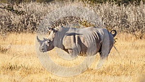 A white rhino  Ceratotherium Simum standing in a beautiful landscape peeing, sunset, Ongava Private Game Reserve  neighbour of