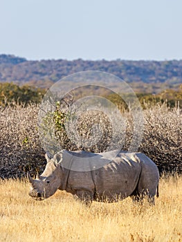 A white rhino  Ceratotherium Simum standing in a beautiful landscape, sunset, Ongava Private Game Reserve  neighbour of Etosha