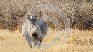 A white rhino  Ceratotherium Simum standing in a beautiful landscape, sunset, Ongava Private Game Reserve  neighbour of Etosha