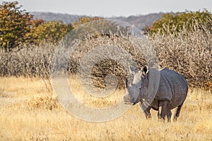 A white rhino  Ceratotherium Simum standing in a beautiful landscape, sunset, Ongava Private Game Reserve  neighbour of Etosha