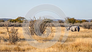 A white rhino  Ceratotherium Simum standing in a beautiful landscape, sunset, Ongava Private Game Reserve  neighbour of Etosha