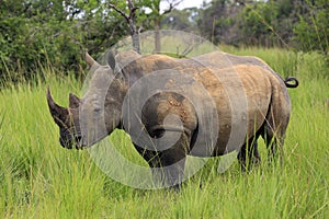 White Rhino photo