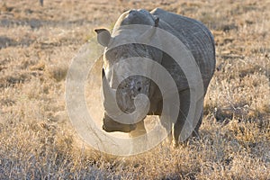 A White Rhino on the charge in Kruger National Park